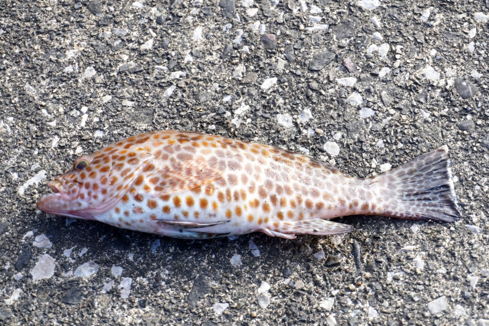 ソルパラのハードロックモデルで岩場の根魚を攻略
