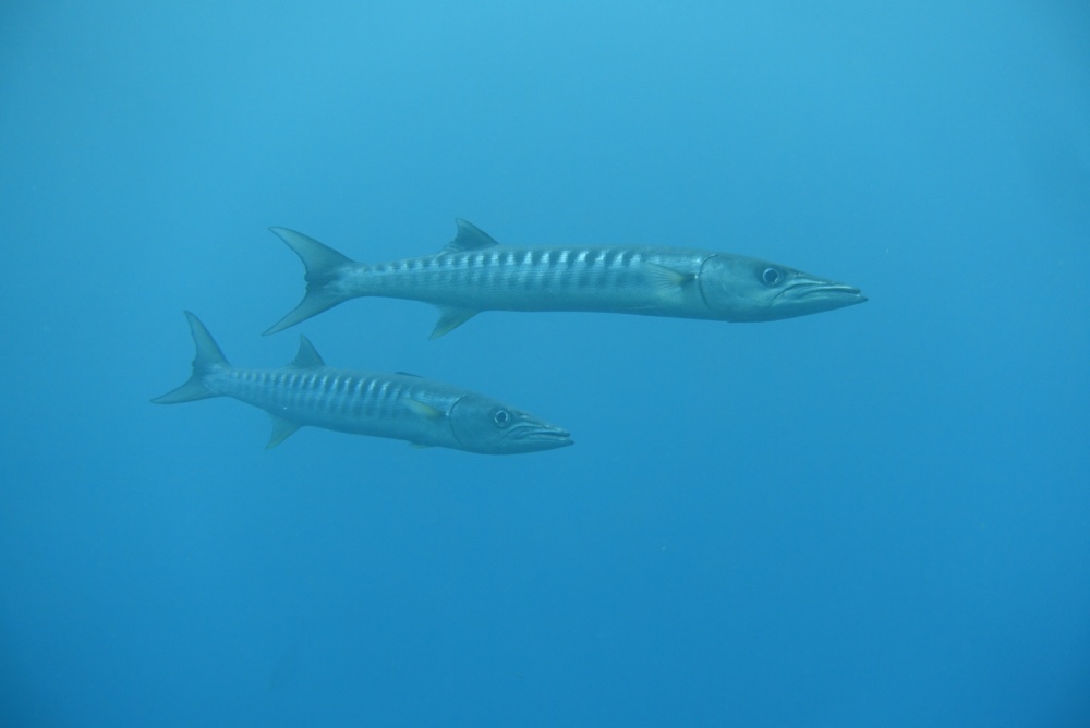 バラクーダはドクカマスとも呼ばれるシガテラ毒魚