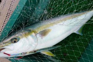 ジギングってどんな釣り？