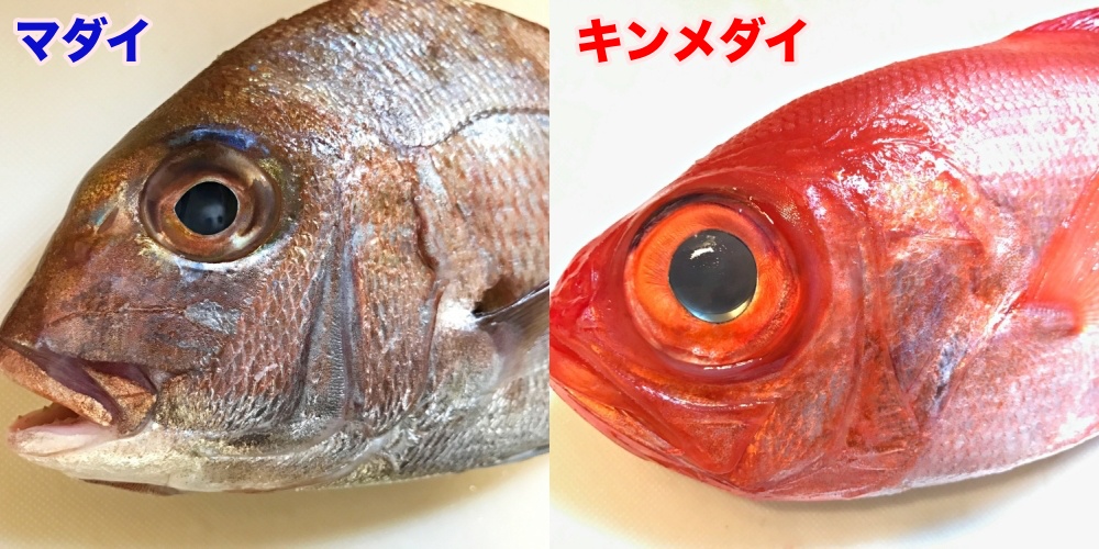 キンメダイをマダイは似ている？