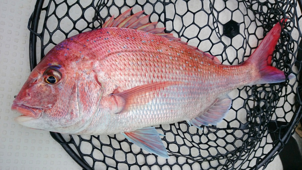 筏釣りでチヌ以外も狙ってみよう！