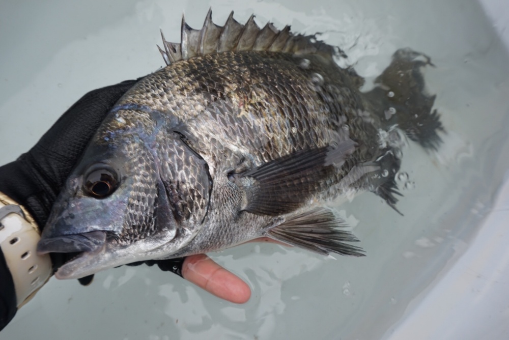 筏釣りでまだ見ぬ大物を！