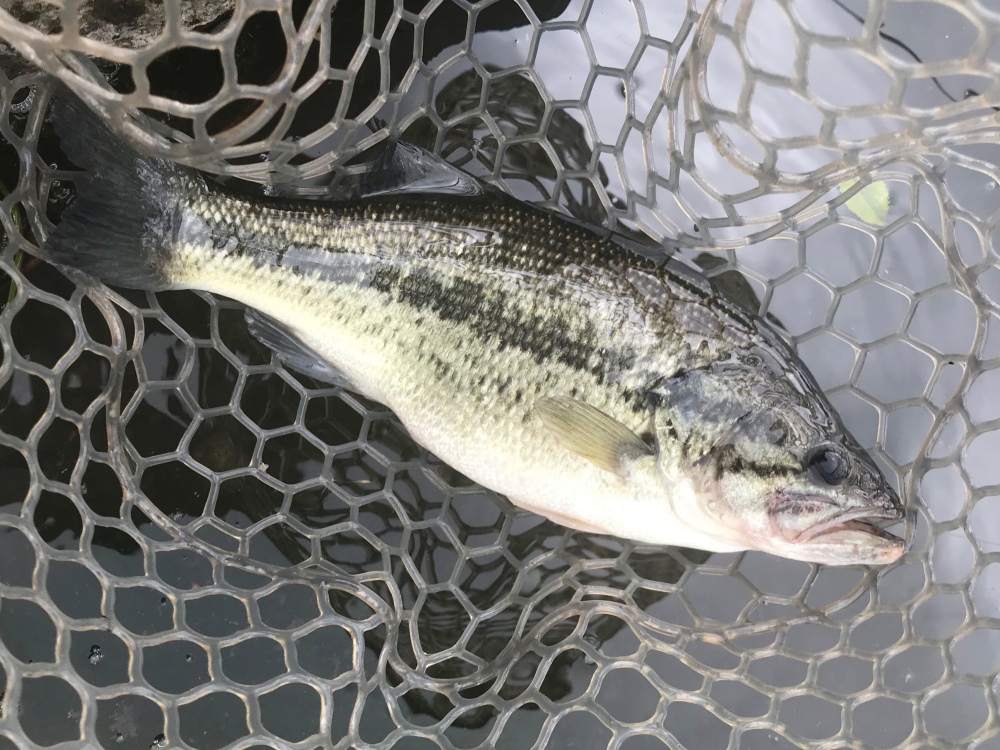ランディングネットはバス釣りでも大活躍！