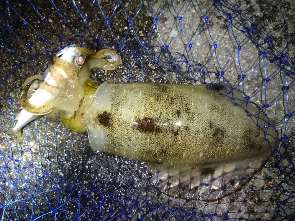ヤエンも泳がせ釣りの一種