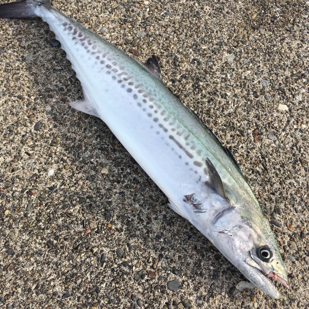 サワラの旬や美味しい食べ方を紹介