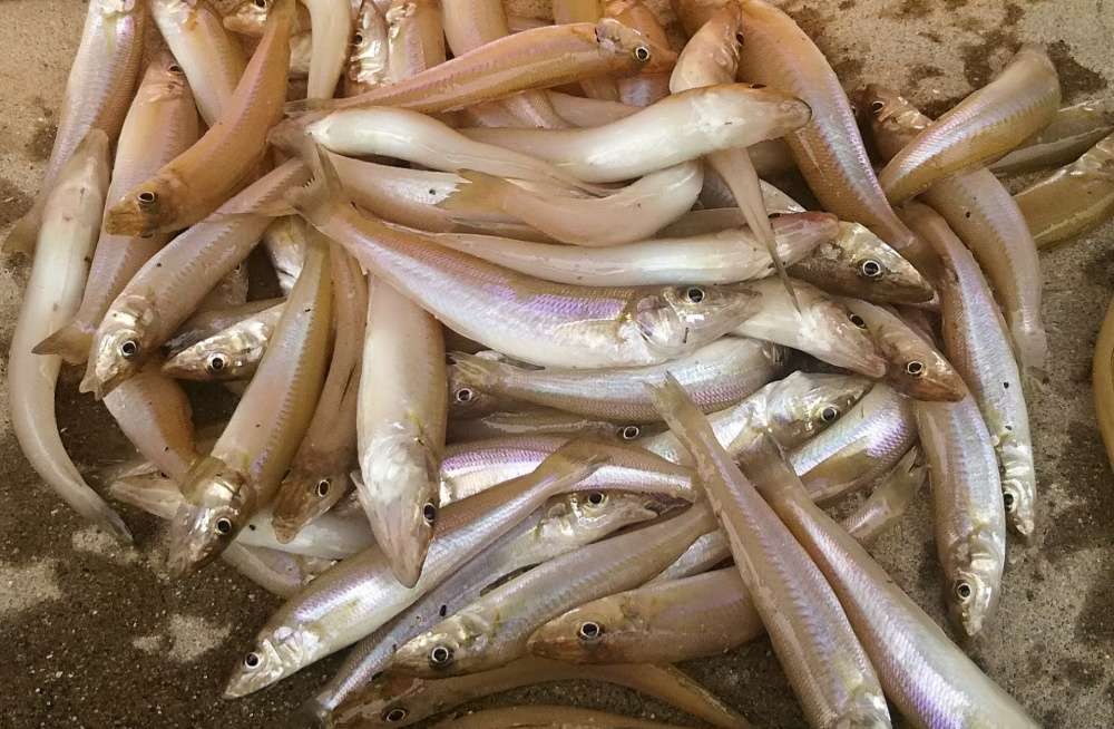 キス釣りで釣果を伸ばす仕掛けのコツとは
