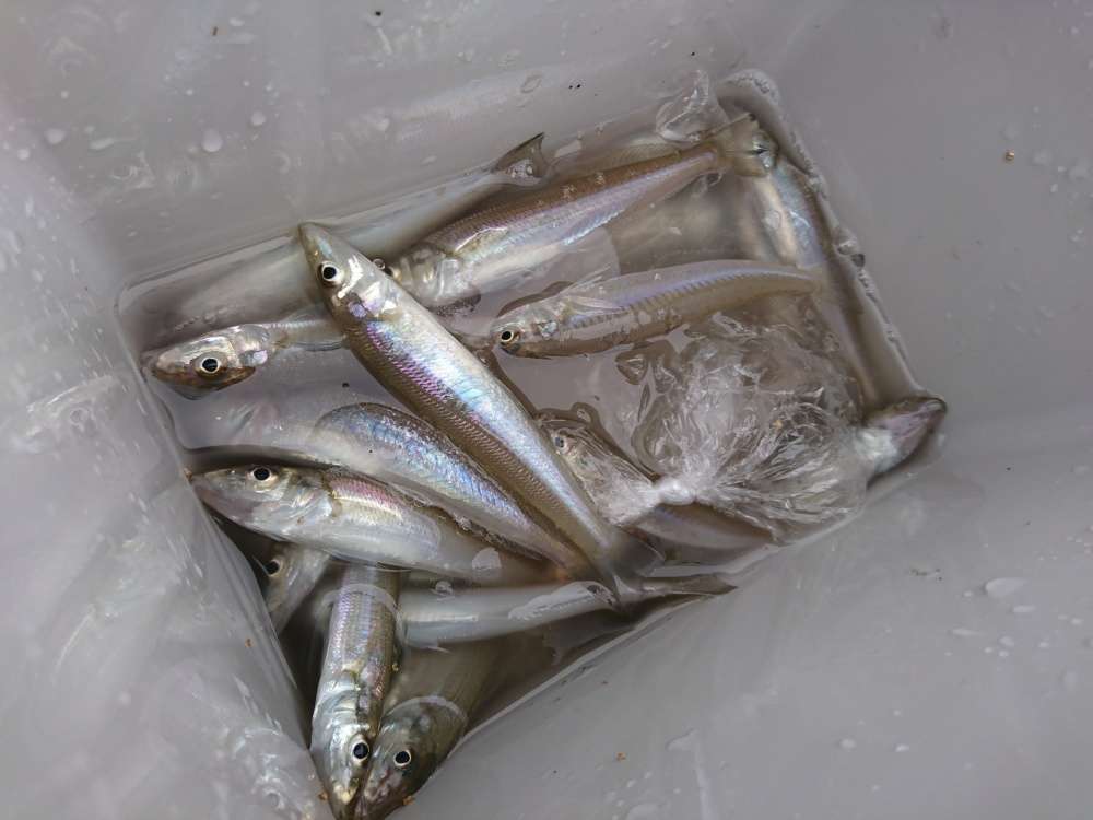 クールラインαⅢの10Lは小物釣りにぴったり