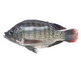 Tilapia Fish Cleaned 400-500g