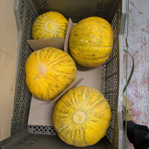 “OBI NAVVAT” UZBEKISTAN MELON (SUMMER MELON)