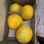 “OBI NAVVAT” UZBEKISTAN MELON (SUMMER MELON)