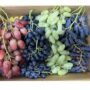 FRESH GRAPES "MIX"