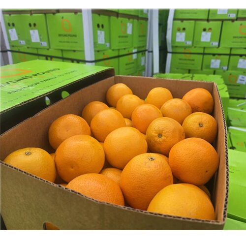 Australian Orange 1 Case (Count 88)